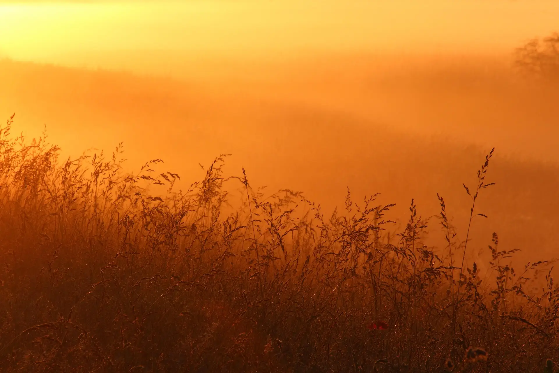 Lever de soleil sur une prairie, horizon dégagé