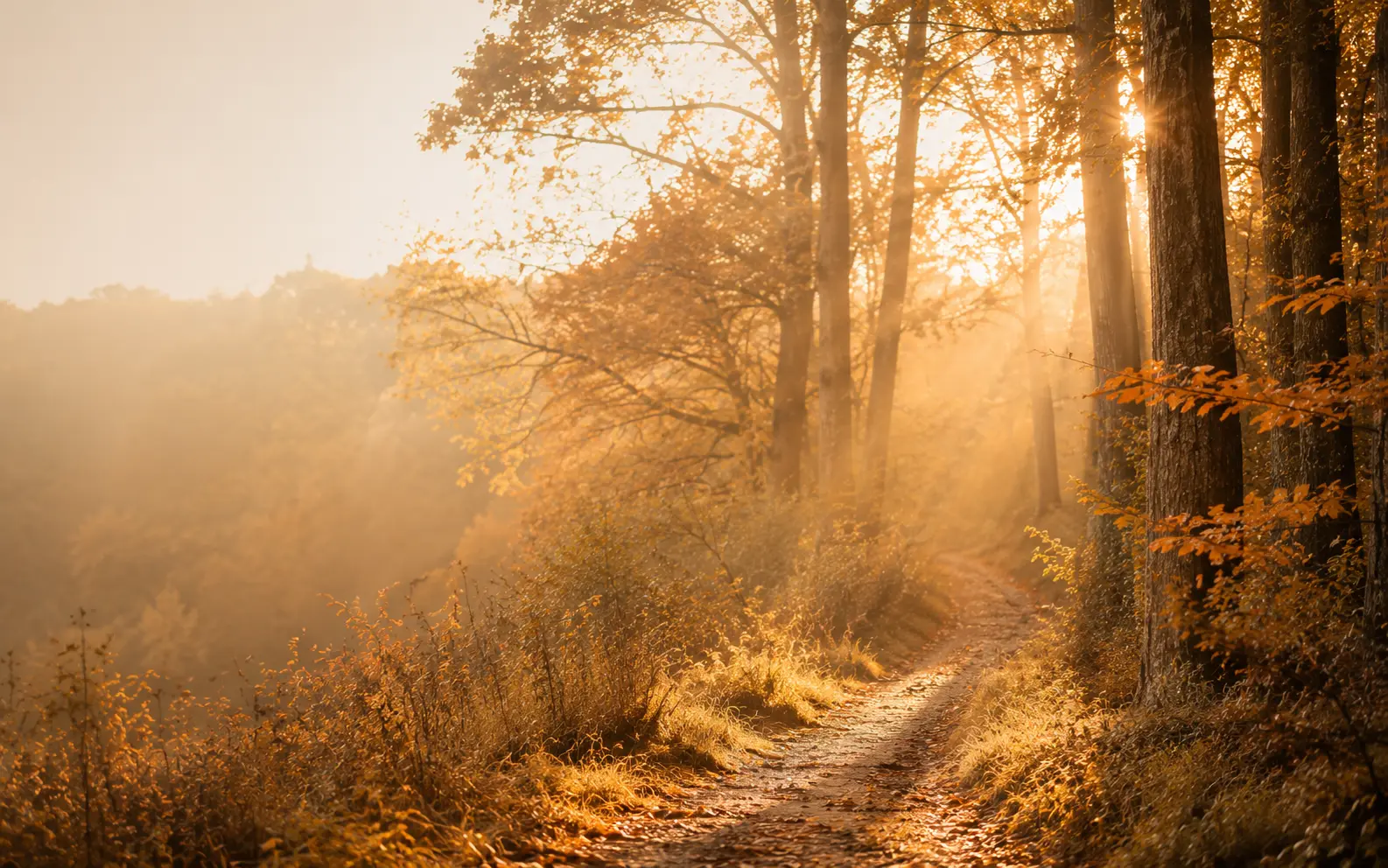 Le chemin commence : sentier naturel dans une lumière d'automne